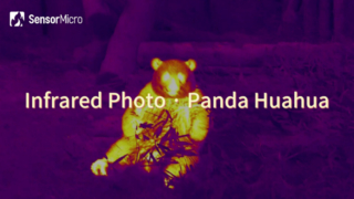Foto a infrarossi del panda Huahua catturata dal nucleo della fotocamera a infrarossi SensorMicro