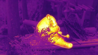 Il panda mangia il bambù #ThermaImage #InfraredPanda #Episode1