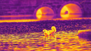 Cigno a infrarossi - Scattata con il modulo telecamera a infrarossi 640x512/12μm #shorts #infrared #thermalimaging